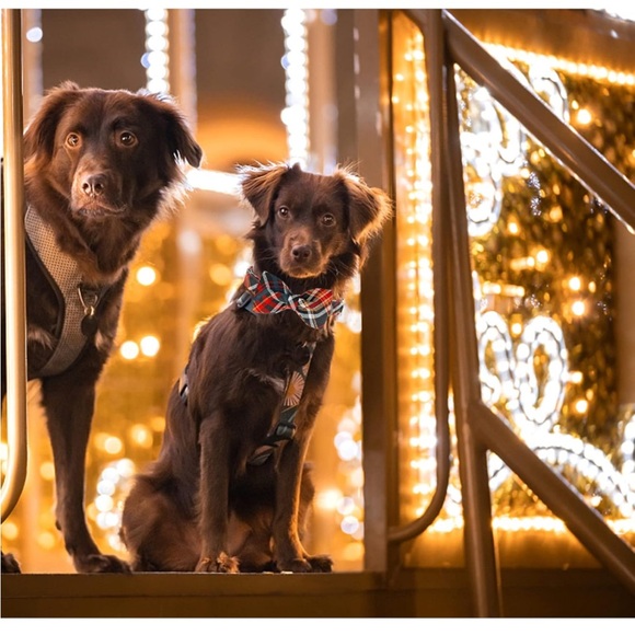 Lionheart Christmas Dog Collar & Bowtie - Picture 2 of 12